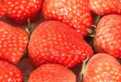 草莓在线视频,探寻甜蜜果实背后的故事与魅力