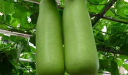 南充吃瓜爆料公司电话地址,电话地址全公开，一探究竟